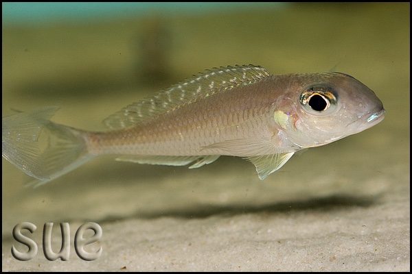 Xenotilapia bathyphilus 'Mtoto'